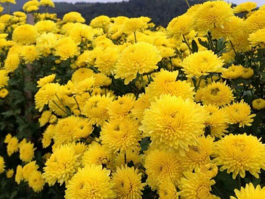 沂源村千亩菊花基地.jpg